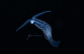 Pelagic nudibranch, Phyllliroe