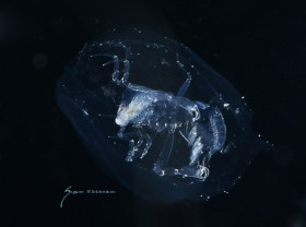 Phronima
