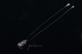 Pteropod reaching, Cavolinia
