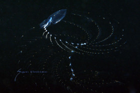 Siphonophore splaying