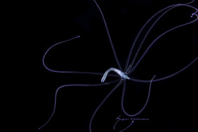 Tube anemone