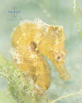 Gold Rush, Blue Heron Bridge, snooted seahorse