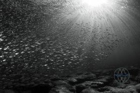 Resilience, Rubber Tire Reef, schools of bait fish bask in the sun rays