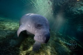 Manatee Morning, Florida Springs, inquistive manatee in the morning sun
