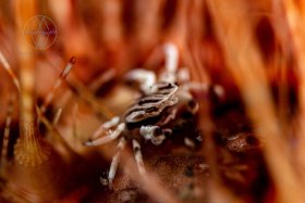 Fire Crab, Lembeh Strait, crab and fire urchin