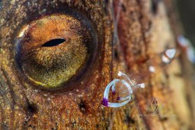 Tres Ojos, Lembeh Strait, cleaner shrimp and snake eel