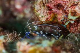 Shrimp n' Eggs, Curaçao, shrimp carrying eggs