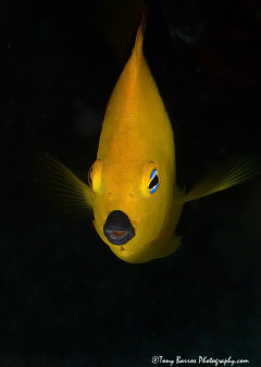 Rock Beauty Angel Fish (Holacanthus tricolor) Key Largo Florida.