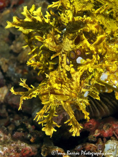Yellow Rhinopia (Rhinopia frondosa) Anilao, Philippines.