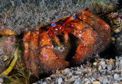 Blue Eyed Red Hermit Crab (Paguristes sericeus) Blue Heron Bridge, Lake Worth Lagoon, Florida.