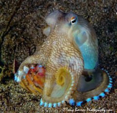 Blue Stars or Coconut Octopus (Amphioctopus marginatus) Dumaguete, Philippines.