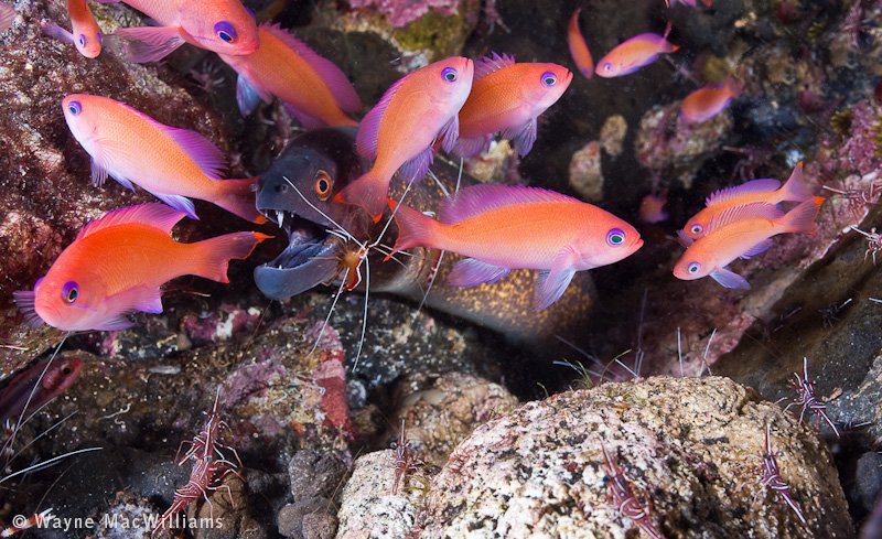 Eel surrounded by companion anthias at cleaning station. Bali. © Wayne MacWilliams, All Rights Reserved.