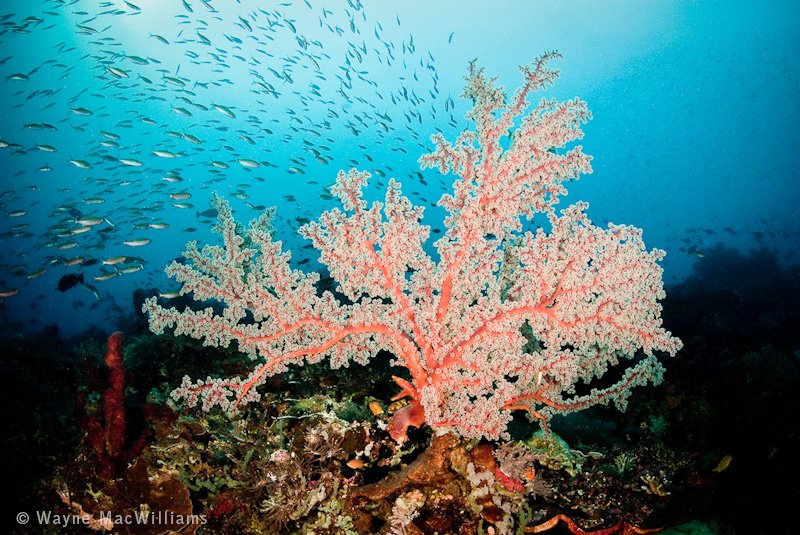 Beautiful Sea fan with schooling fish in background. Bali. © Wayne MacWilliams, All Rights Reserved.
