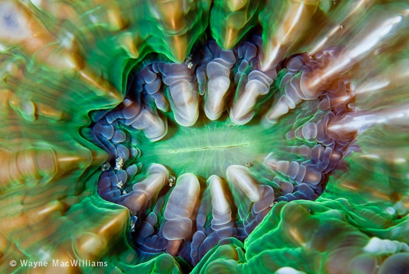I was quite surprised at the color of this coral. Ambon. © Wayne MacWilliams, All Rights Reserved.