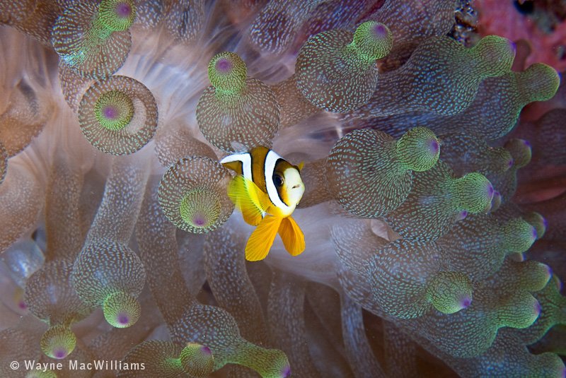 This little guy was the size of my pinky nail. Ambon.