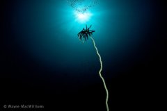 Crinoid on sea whip as silhouette with touch of strobe. Komodo.