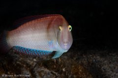 Razorfish with funny face. West Palm Beach. © Wayne MacWilliams, All Rights Reserved.