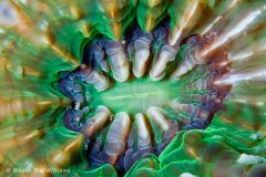 I was quite surprised at the color of this coral. Ambon. © Wayne MacWilliams, All Rights Reserved.
