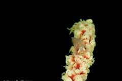 Goby chillin out on a sea whip. Komodo. © Wayne MacWilliams, All Rights Reserved.