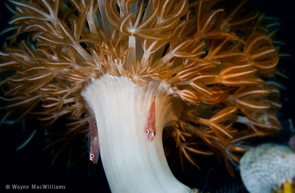 © Wayne MacWilliams, All Rights Reserved.