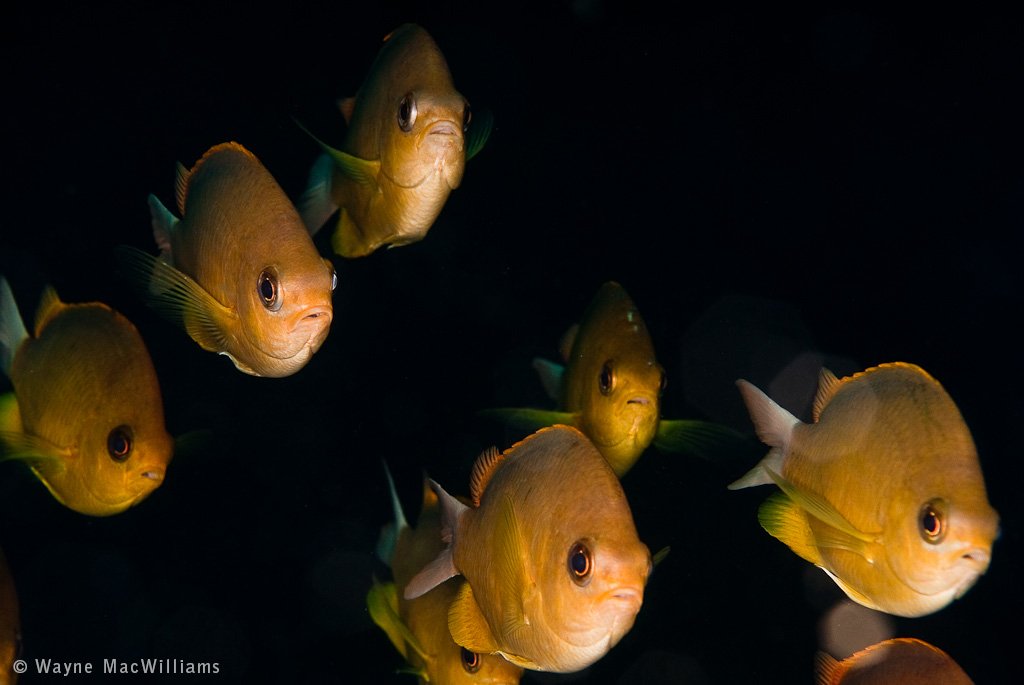 © Wayne MacWilliams, All Rights Reserved.