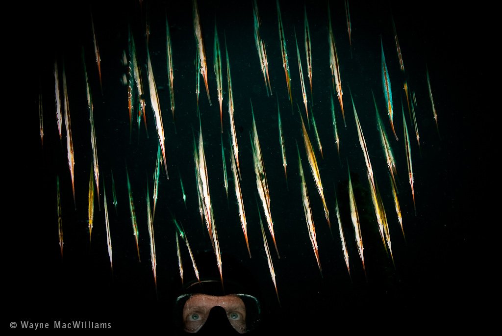 © Wayne MacWilliams, All Rights Reserved.