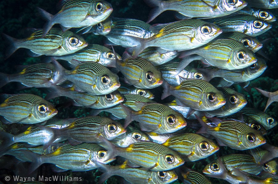 Schools Out! They say there is safety in numbers!! Taken in Wakatobi.