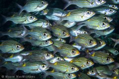Schools Out! They say there is safety in numbers!! Taken in Wakatobi.