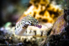 Keep calm and pipe down and nobody gets hurt! Taken in Wakatobi.