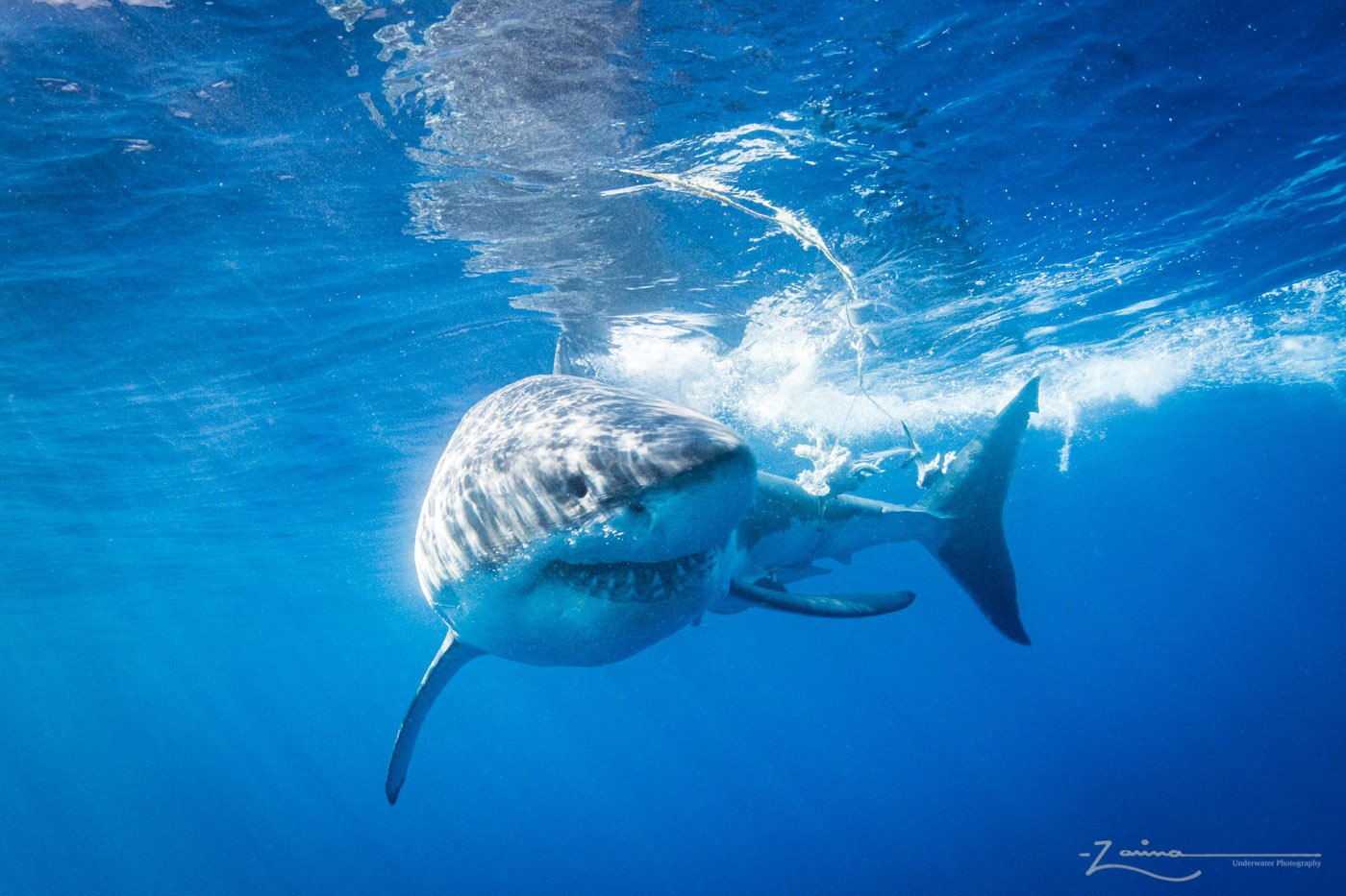 Photographed in Guadalupe, Mexico