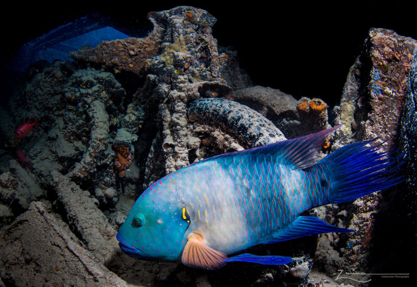 Thistlegorm - Photographed in Red Sea, Egypt