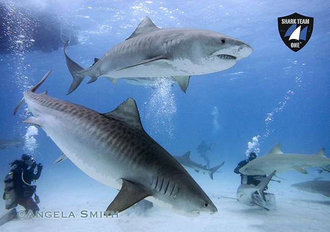 Tiger Sharks Fight for Survival