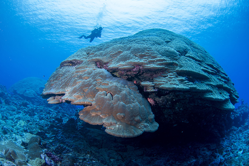 Cameraman with Big Momma NMS American Samoa