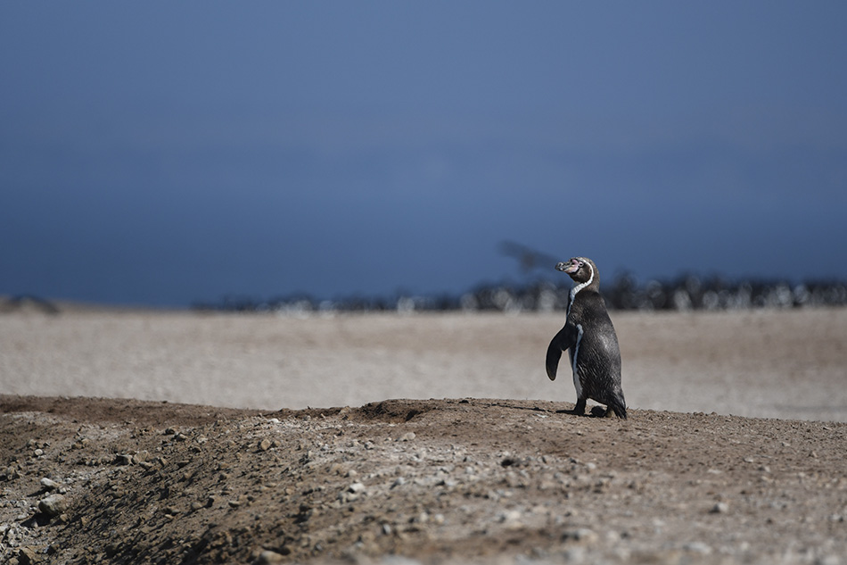 Humboldt Penguin Peru
