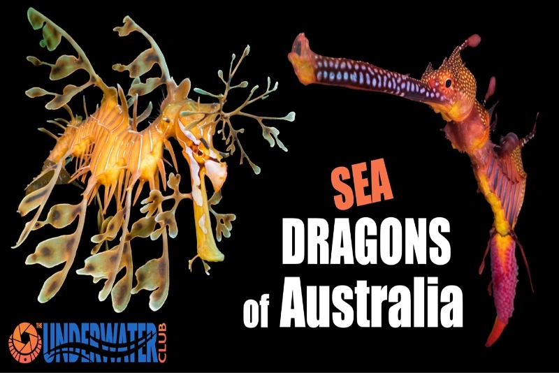 Banner-Seadragons-of-Australia