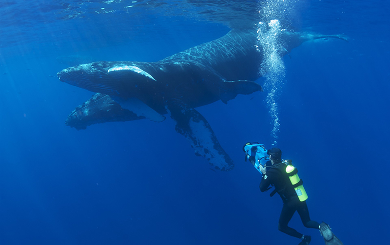 fitz-whale