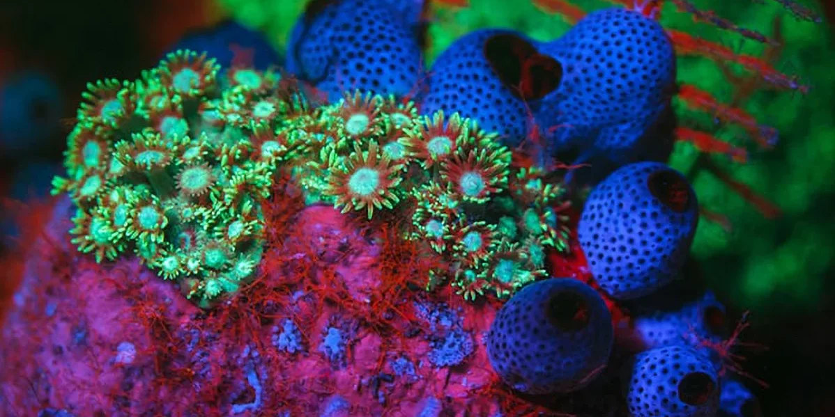 fluoro2