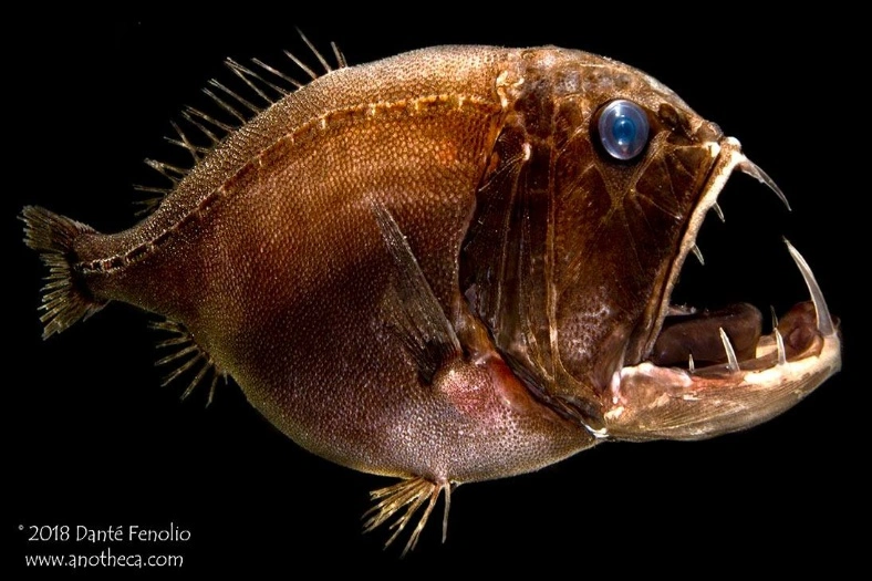 Fangtooth-fish_