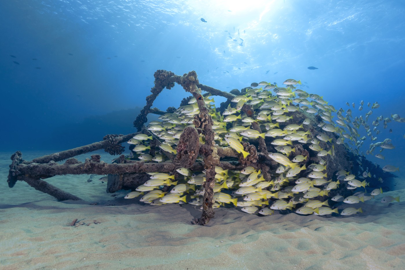 Crowsnest Full of Snapper - South Florida Underwater Photography Society