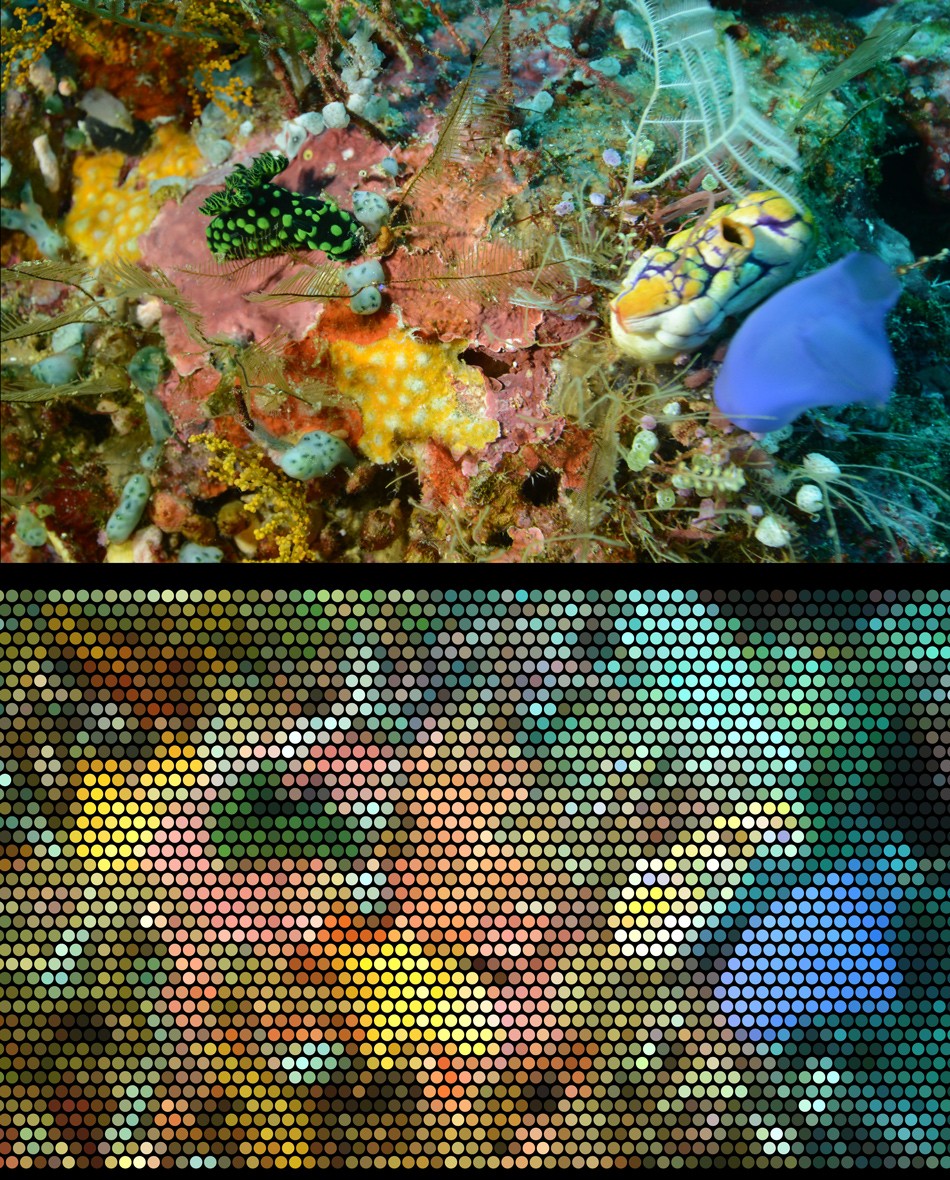 nudis