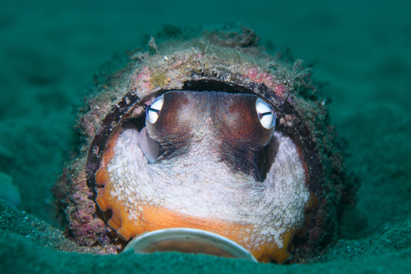 octopus