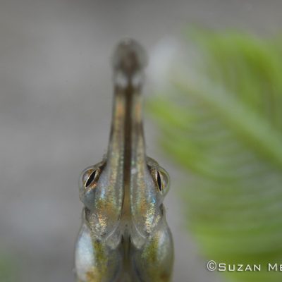 1st Place - Suzan Meldonian