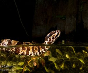 Agkistrodon piscivorus conanti c
