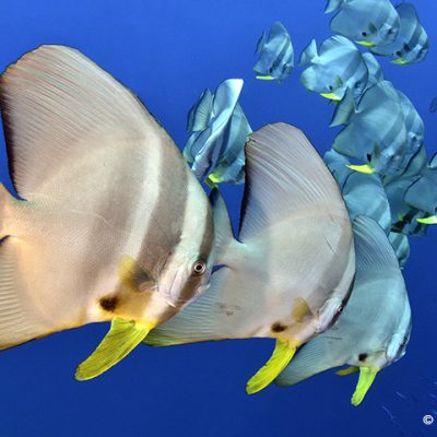 Solomon Islands