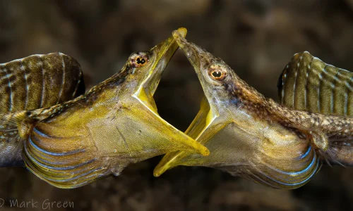 C1-FightingPikeBlennies-JanuaryChallenger-MarkGreen