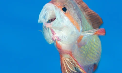 C1-OpenMouthMaleAnthias-AugustChallengers-MarkGreen