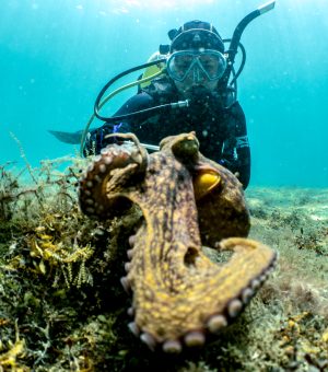 Chelsea Octopus Research_ Maggie Birdwell Credit