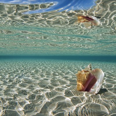 Conch Shell, Long Island, Bahamas
