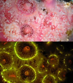 Corals