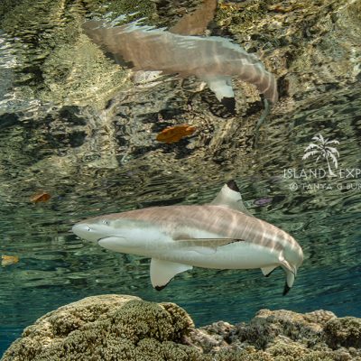A blacktip reef shark cruises the shallows in the lagoon of South Fakarava Tuomotus, French PolynesiaFrench Polynesia